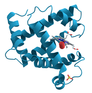 Myoglobin